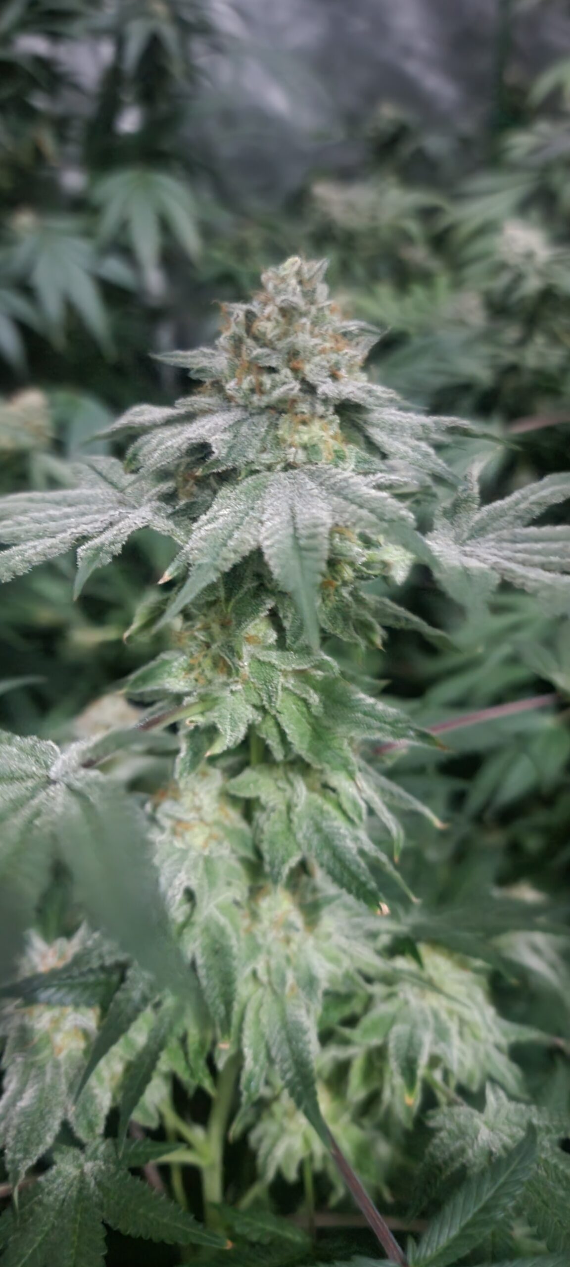 WAP #3 week 8 of flower