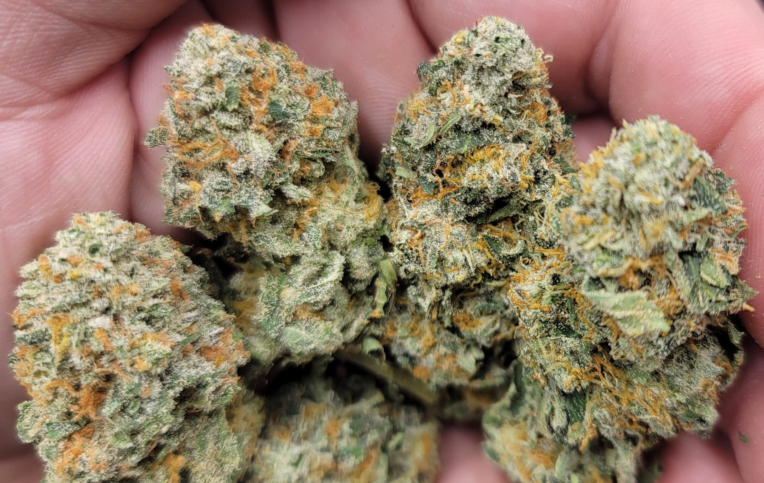 Checks all the boxes. Smells super dank with a sweetness. Smoke is smooth and super kushy and that project 4516 shines threw. A must have in your grow room.