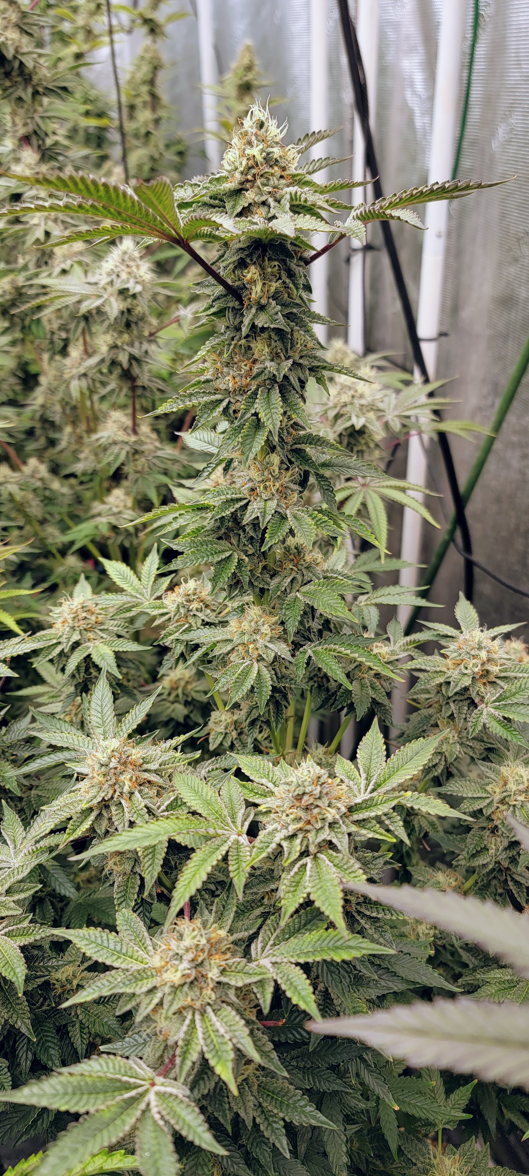 Week 7 of flower.  Smells like cinnamon red hots.