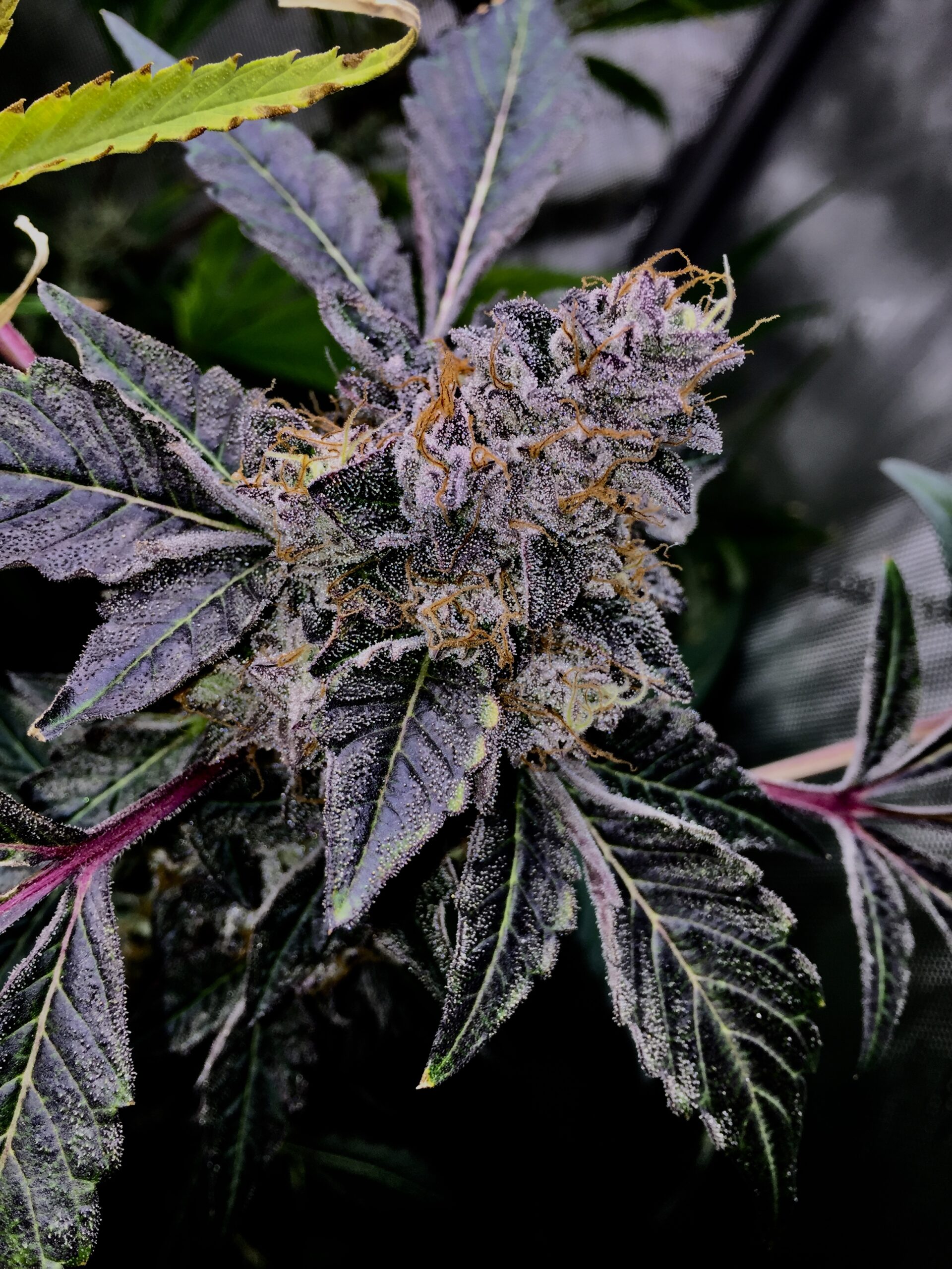 Beautiful phenotypes… real gassy aromas, real tasty flavors, lotta Gelato funk. Grown by KaiAçaíJuice&Organics. Motorbreath #15 might not be dominant in this cross, in my experience it leaned more Project 4516. ✅
