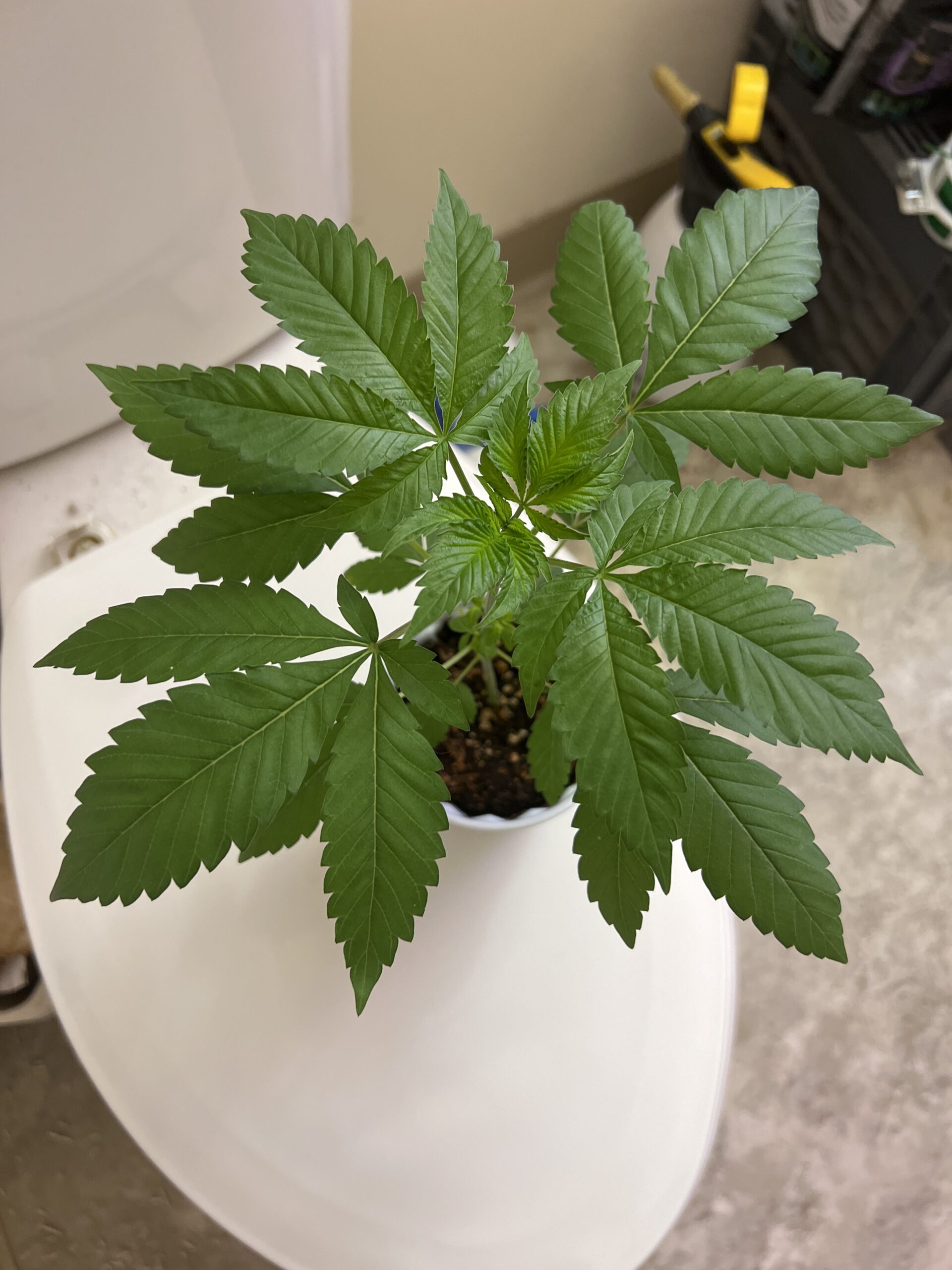 Started some of these and they are growing beautifully! Can’t wait for flower!