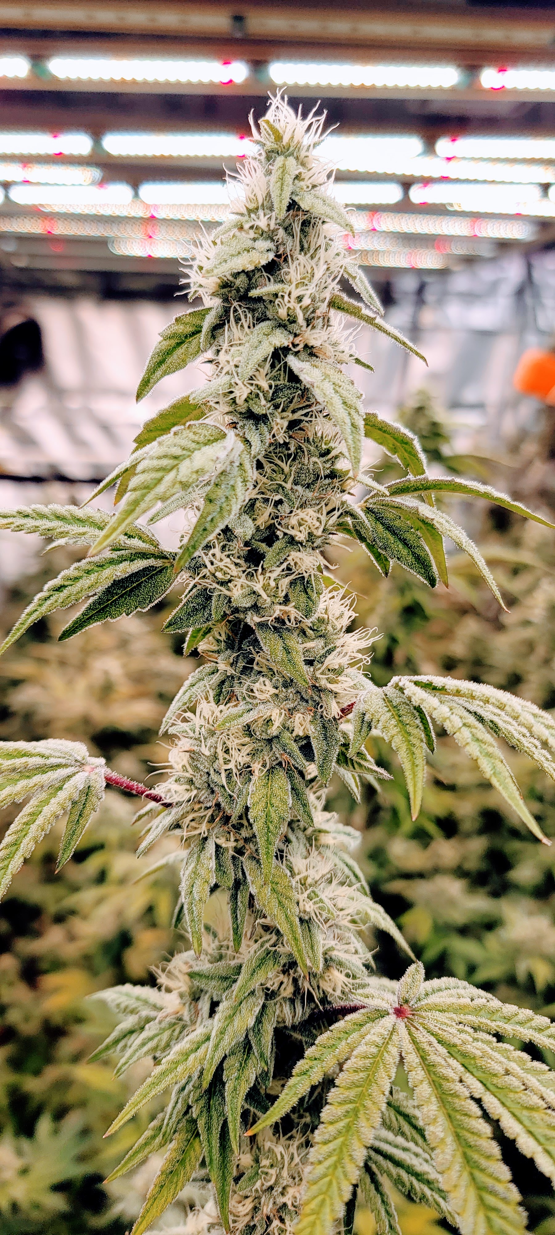 End of week 5 of flower. So frosty