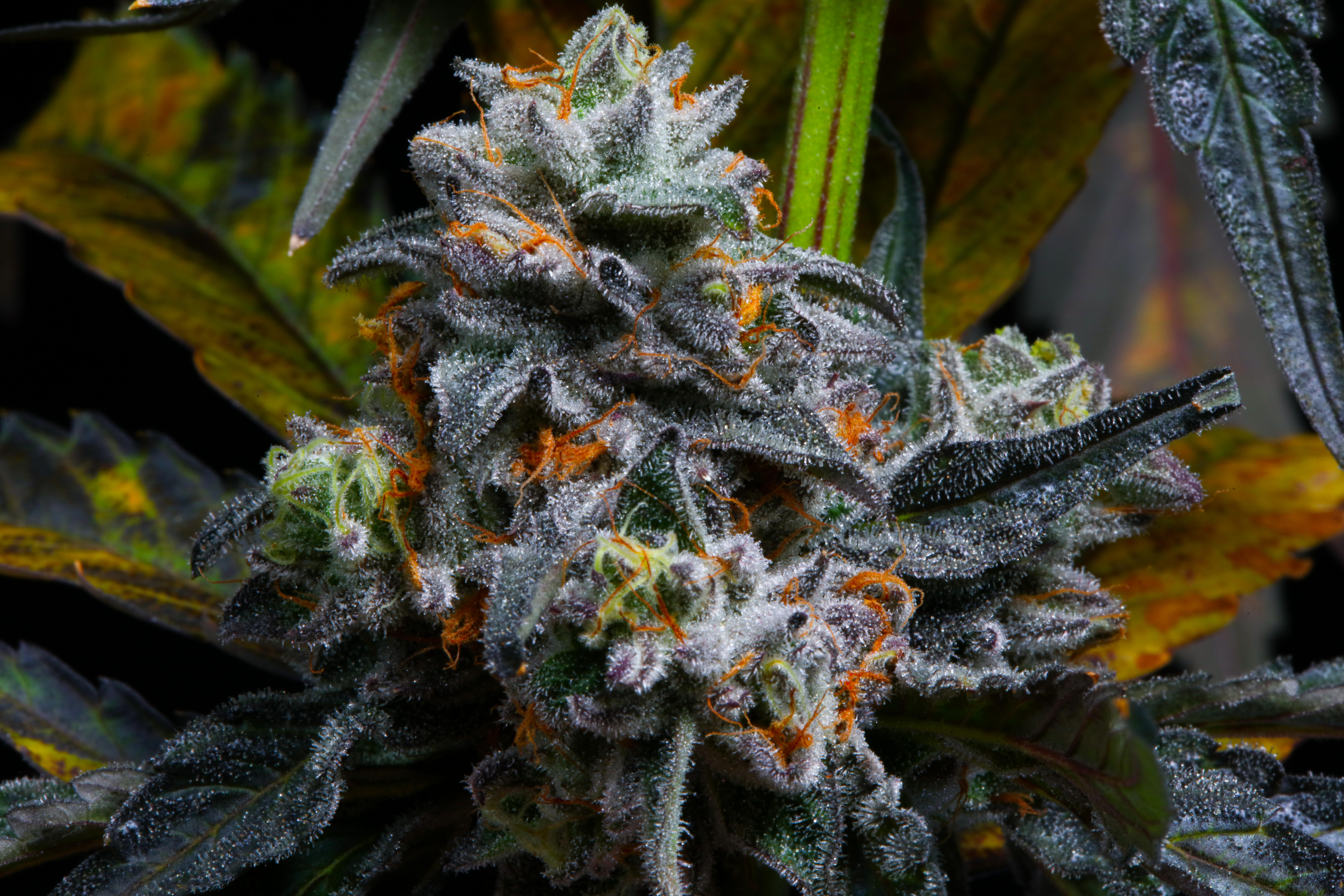Here's a pic of Bubble Bath in flowering