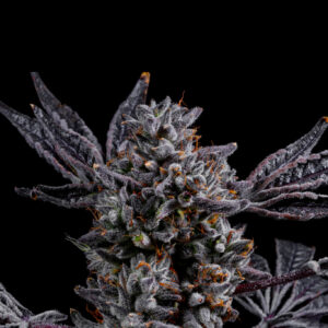 Lemon Cherry Dosi - Seeds