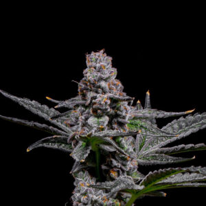 Lemon Cherry Fritter - Seeds
