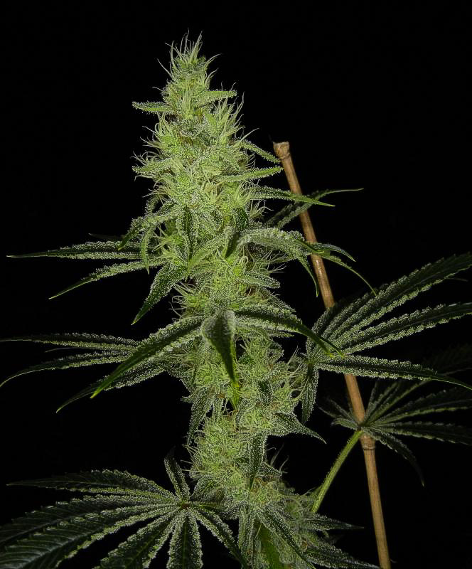 TGA Jesus OG