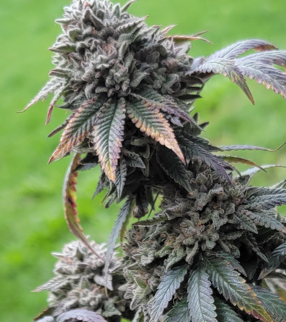 Short stocky plant. Golf ball sized nugs. Menthol gas with a dank and with a slight sweetness.
