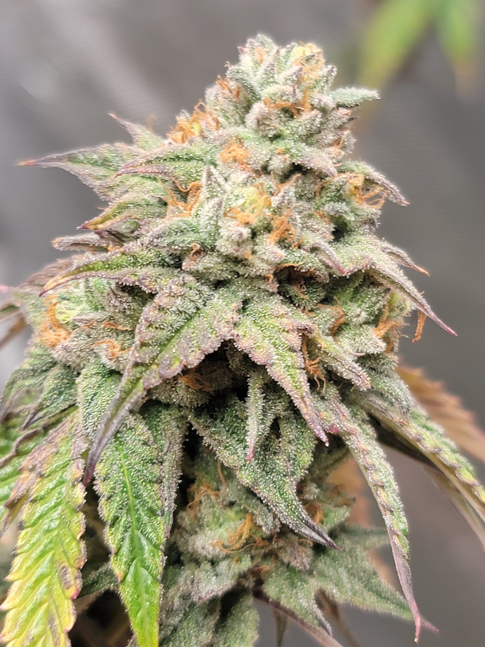 Smells like an old shop rag. Pure fuel with a sweetness on the exhale. Nice upper buzz. Easy to trim.