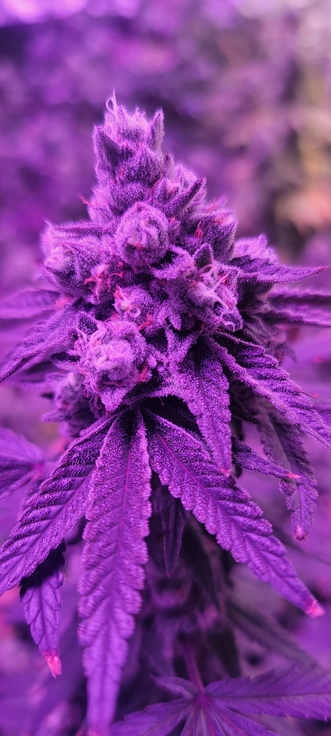 She's a stunner.