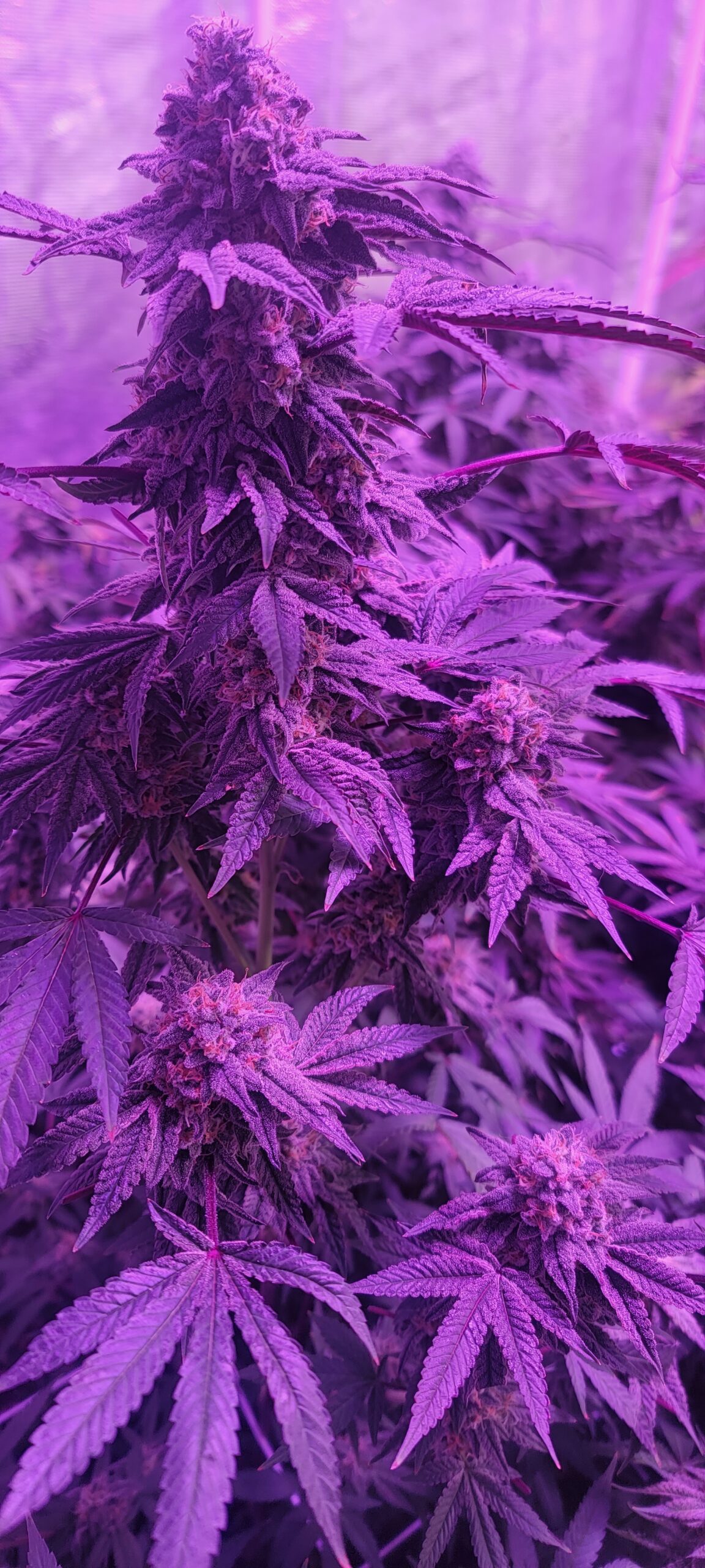 Easily my favorite cross from the red velvet packs, she has a amazing cakey sweet gas. Very complex. Changes on the exhale