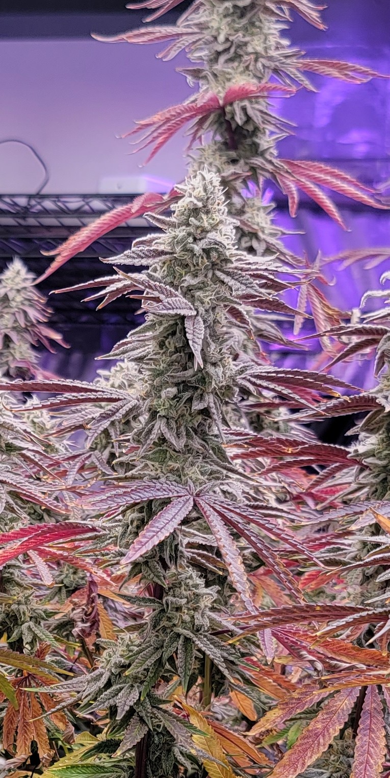 Super fast veg. Very powerful and nice terps.  Kush mints flavor with almost a grape hint. Really a around winner.