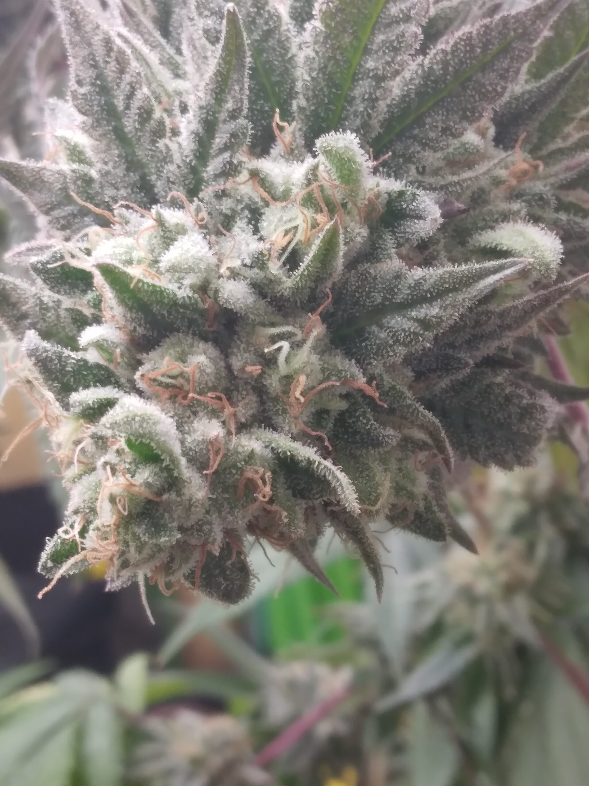Gotta love this strain one of my favs.