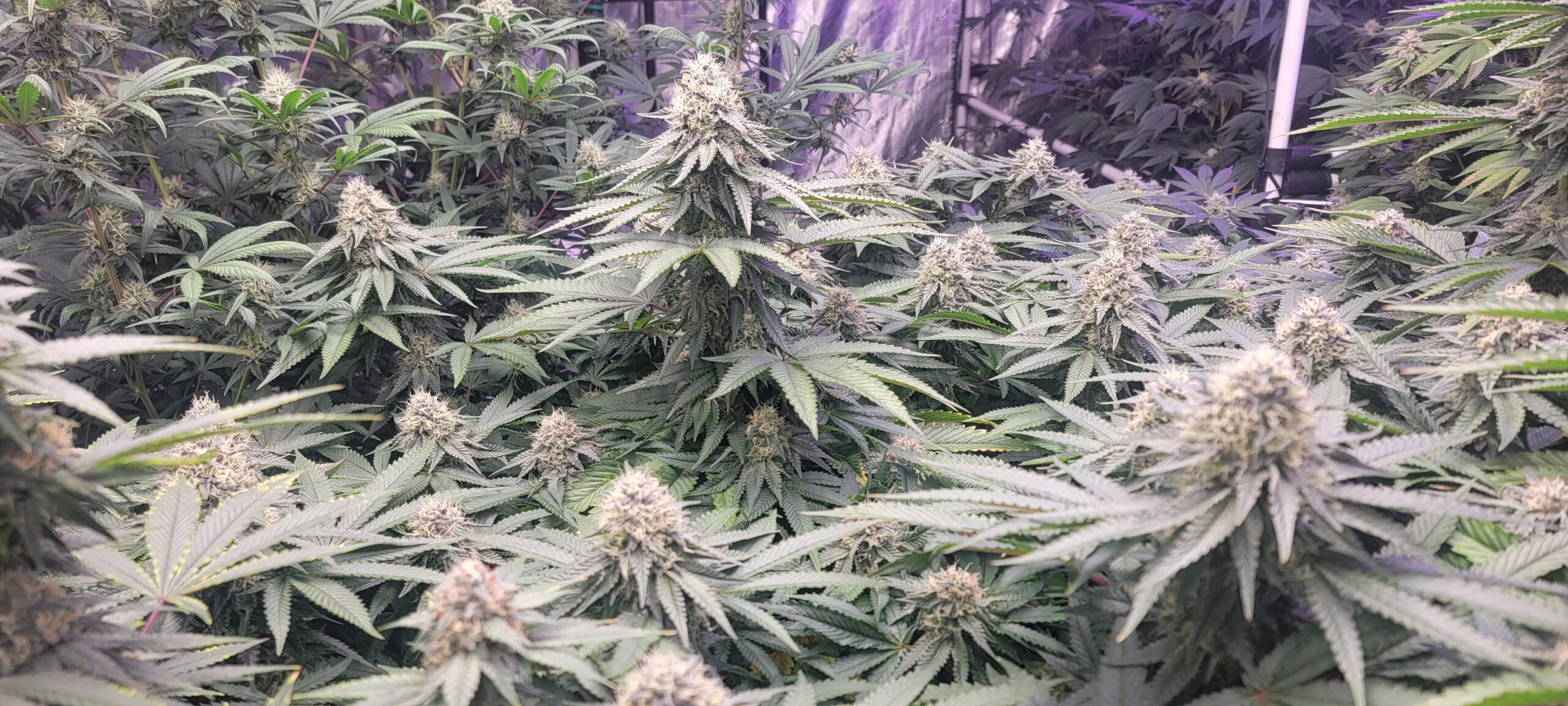 Week 7