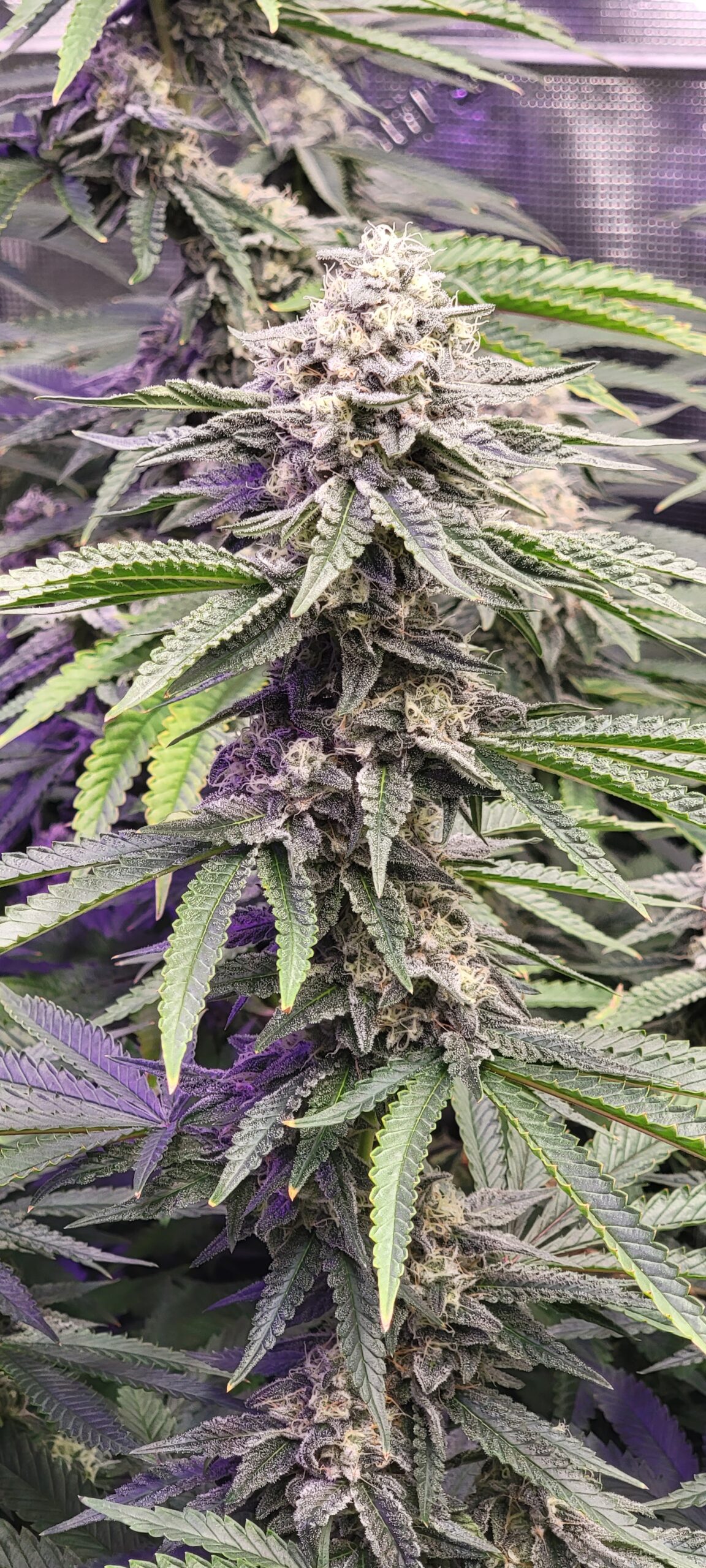 Week 7