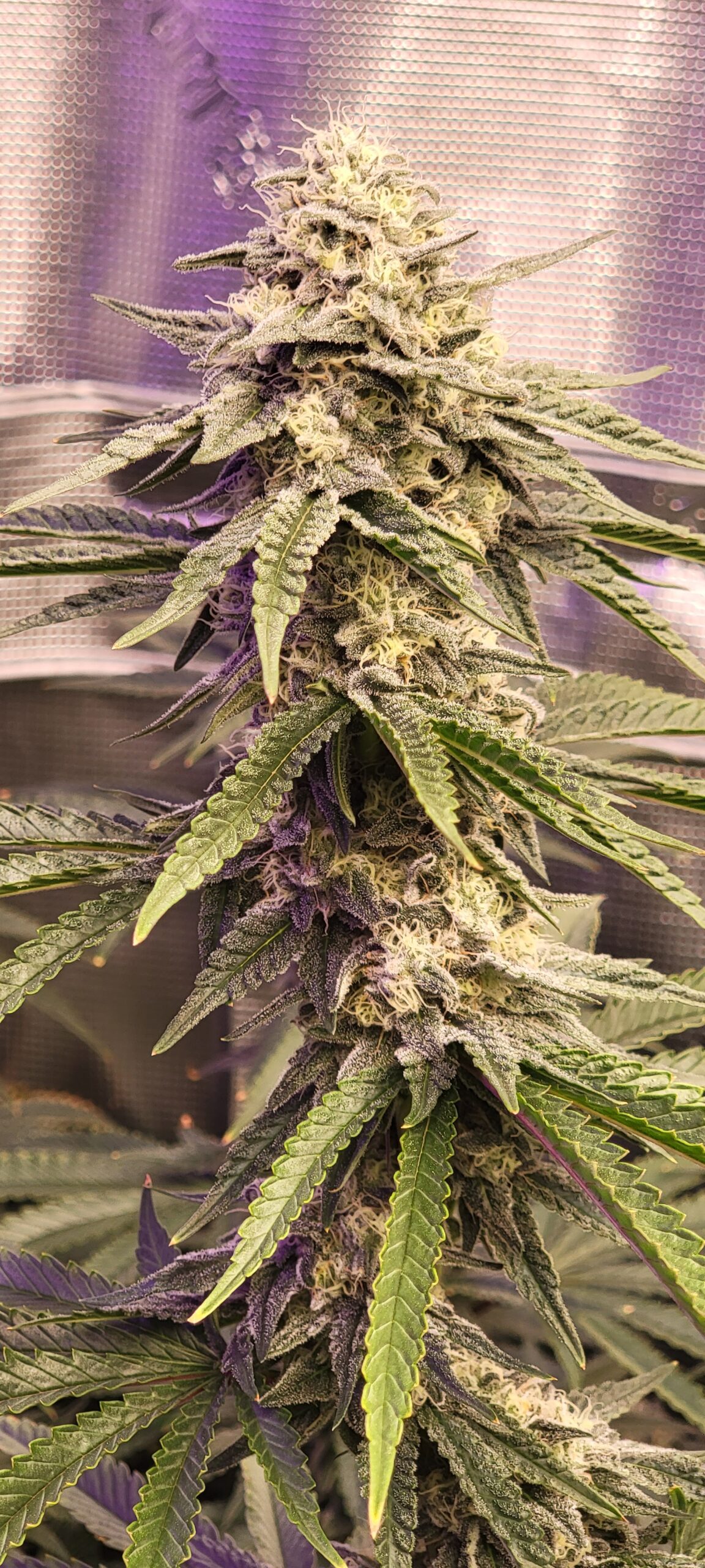 Week 7 of flower