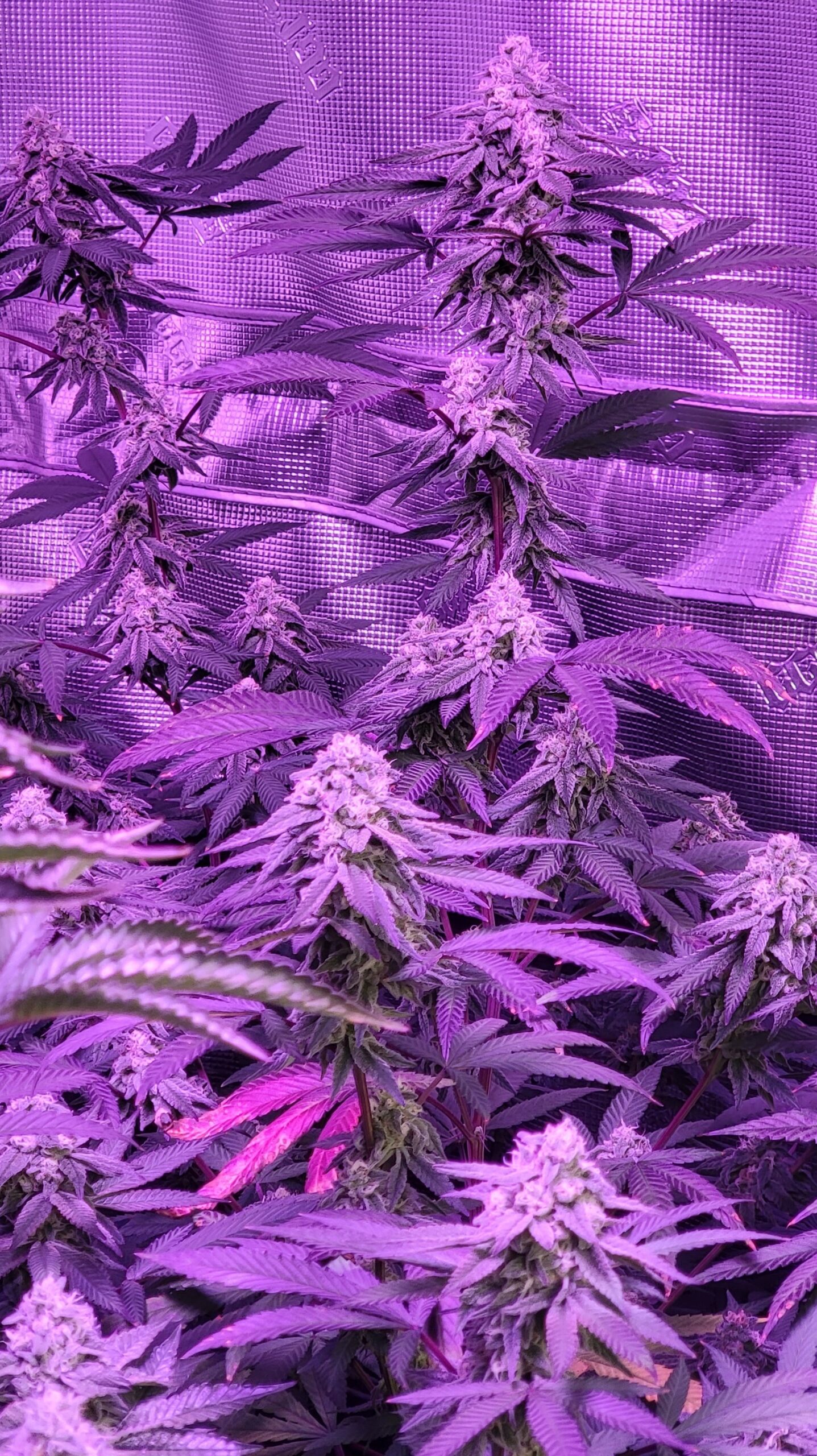 Week 8 of flower