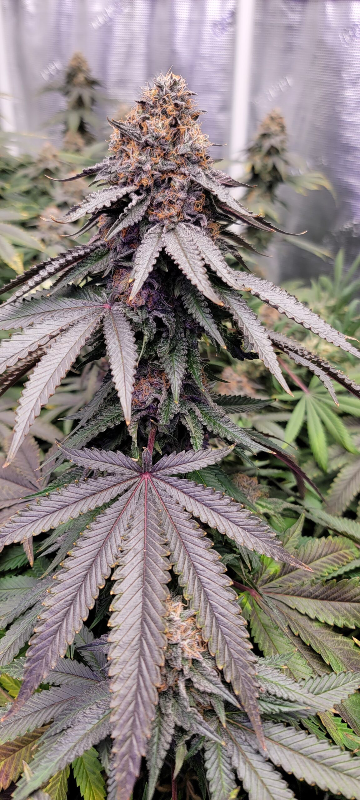 Lots of great phenos flying around. My keeper was ice cream cake dom and tastes like some poured gas in my bowl of ice cream.