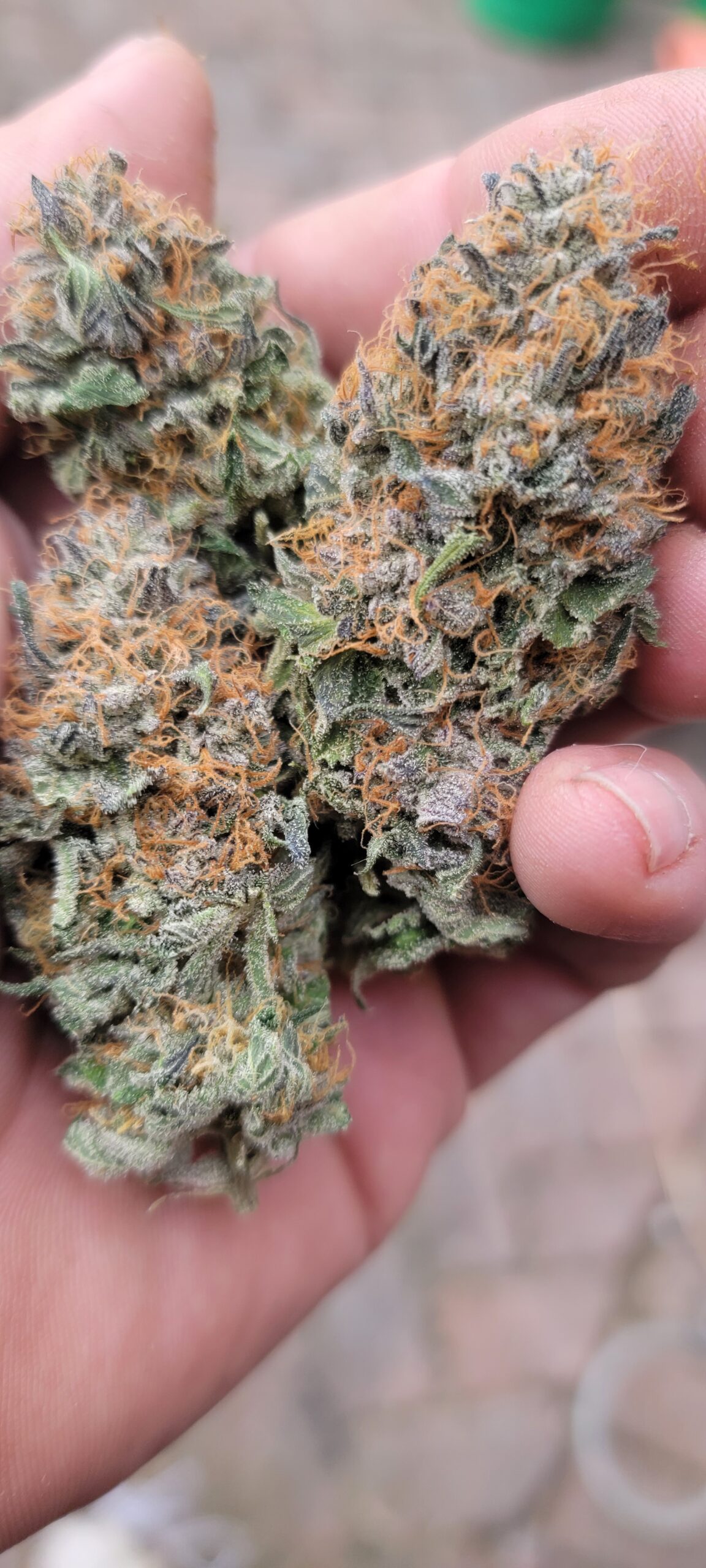 Natural light nugs
