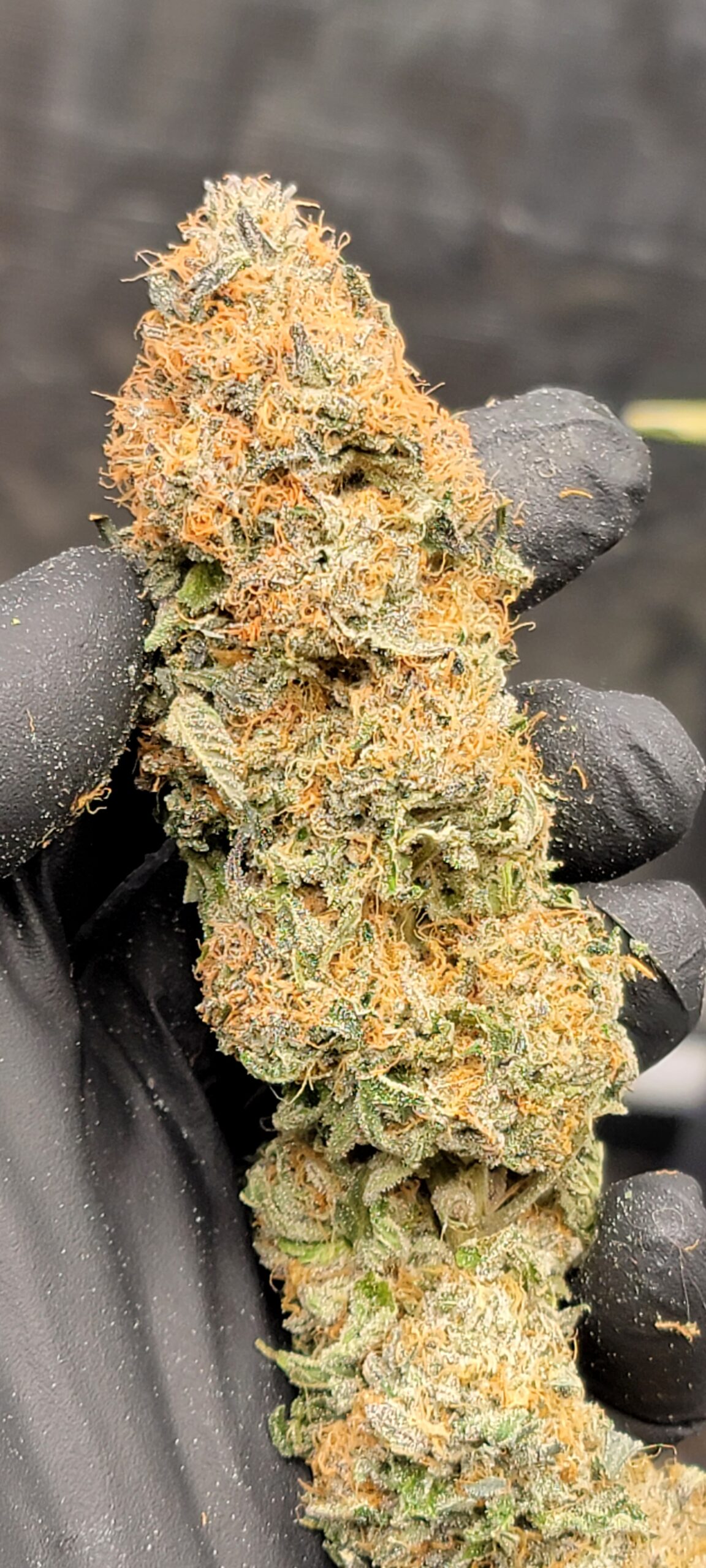 Kool whip after the trim bag