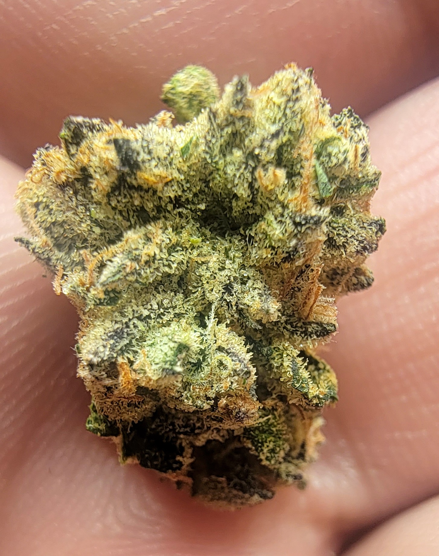 A cured nug of gastro pop.