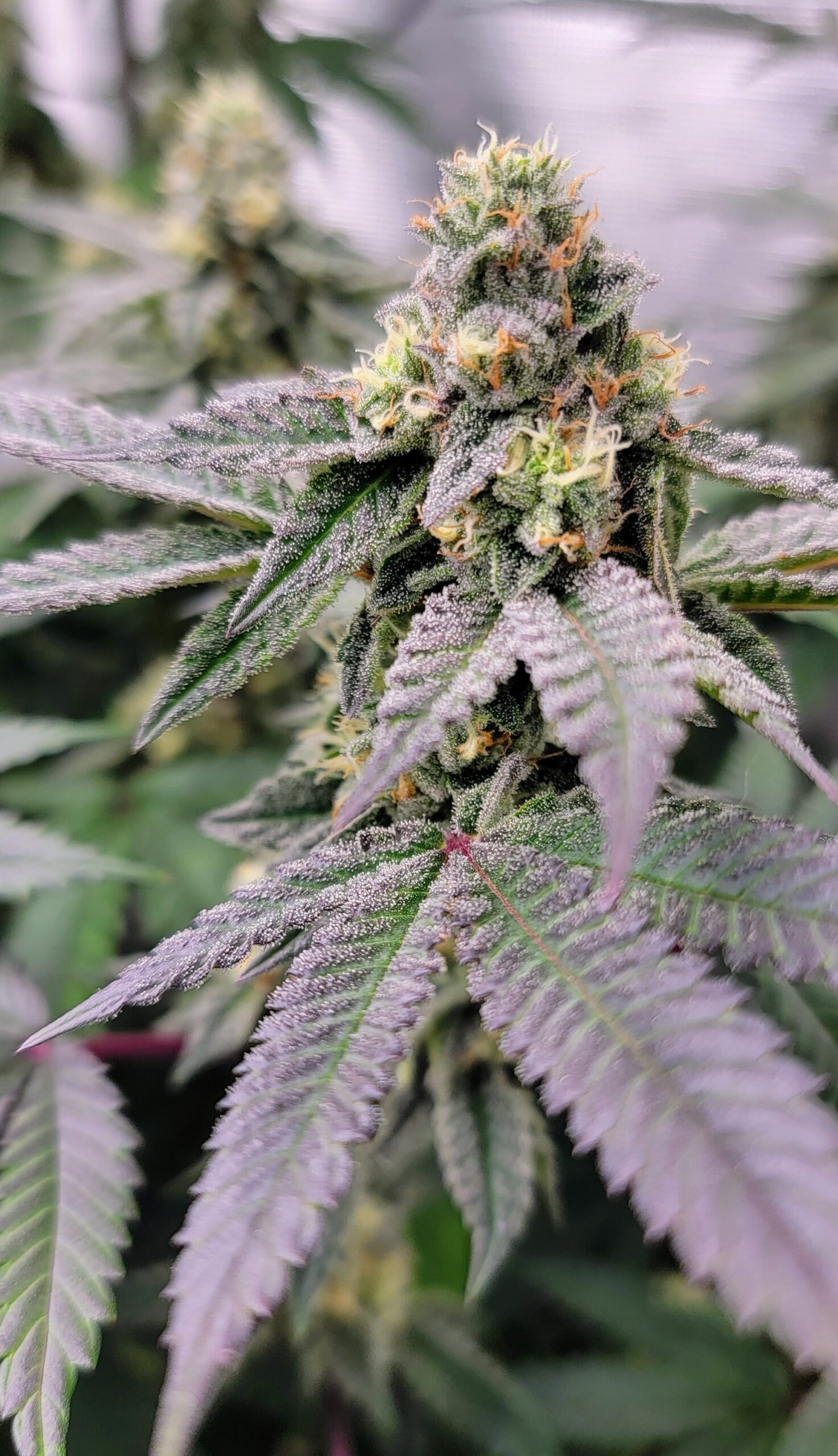 End of week 5 of flower.