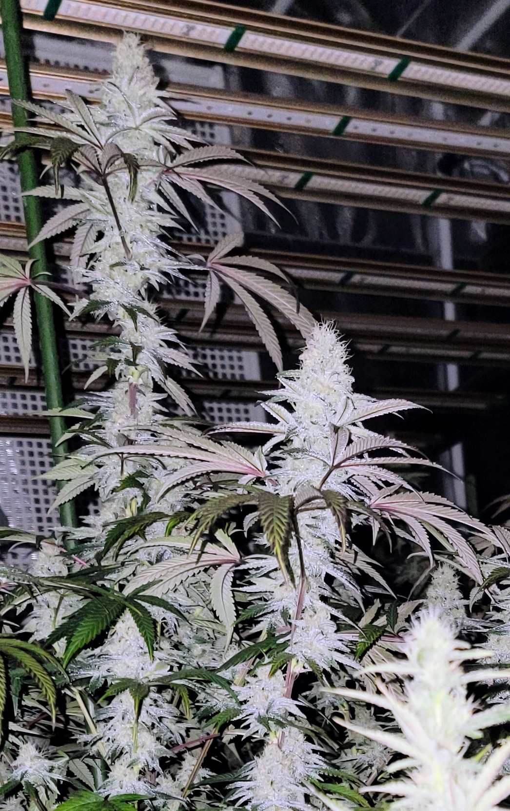 End of week 5