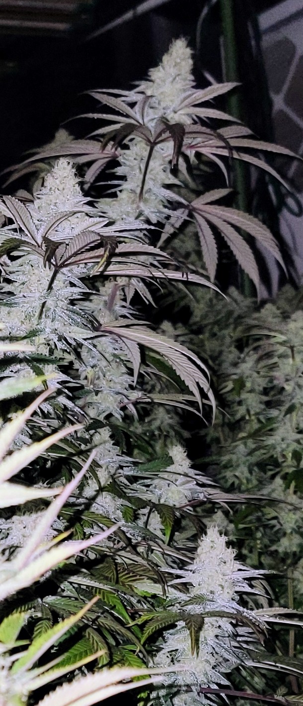 Smells like Hawaiian punch
