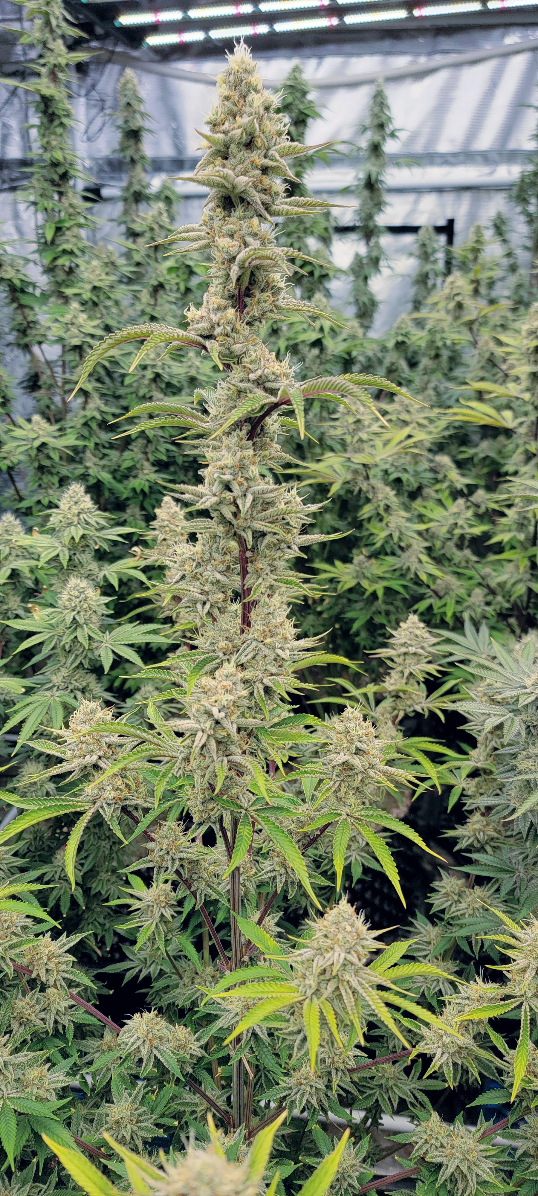 Jelly breath s1
Week 7 of flower.stinks