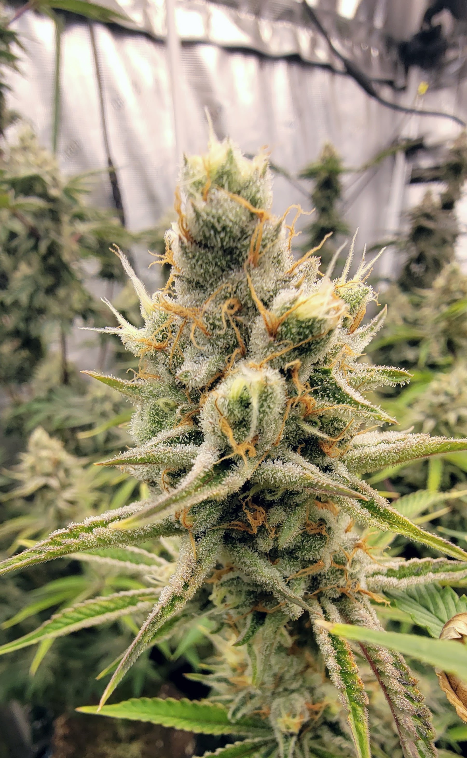 Jelly breath s1 w7 all stanky on this one.