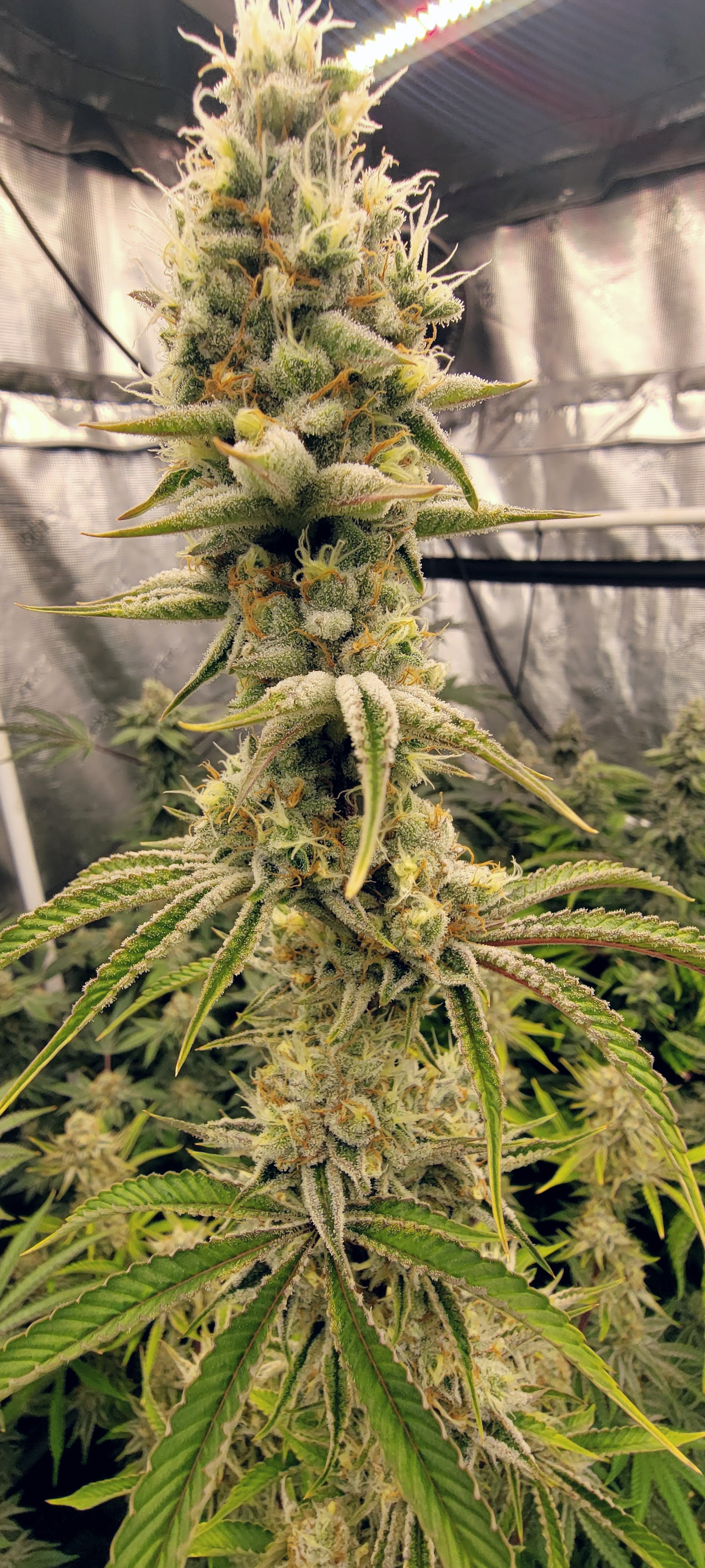 Jelly breath s1 w7