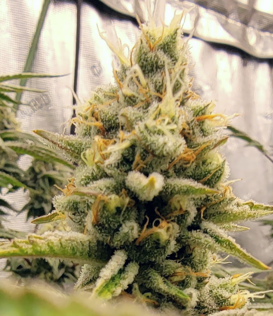 Jelly breath s1
