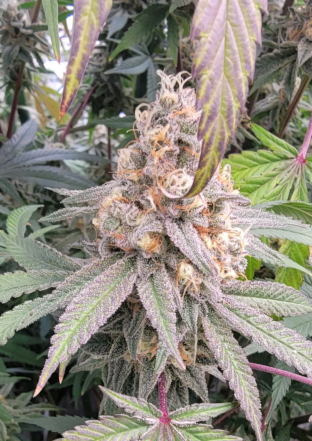 Super boof w7 flower