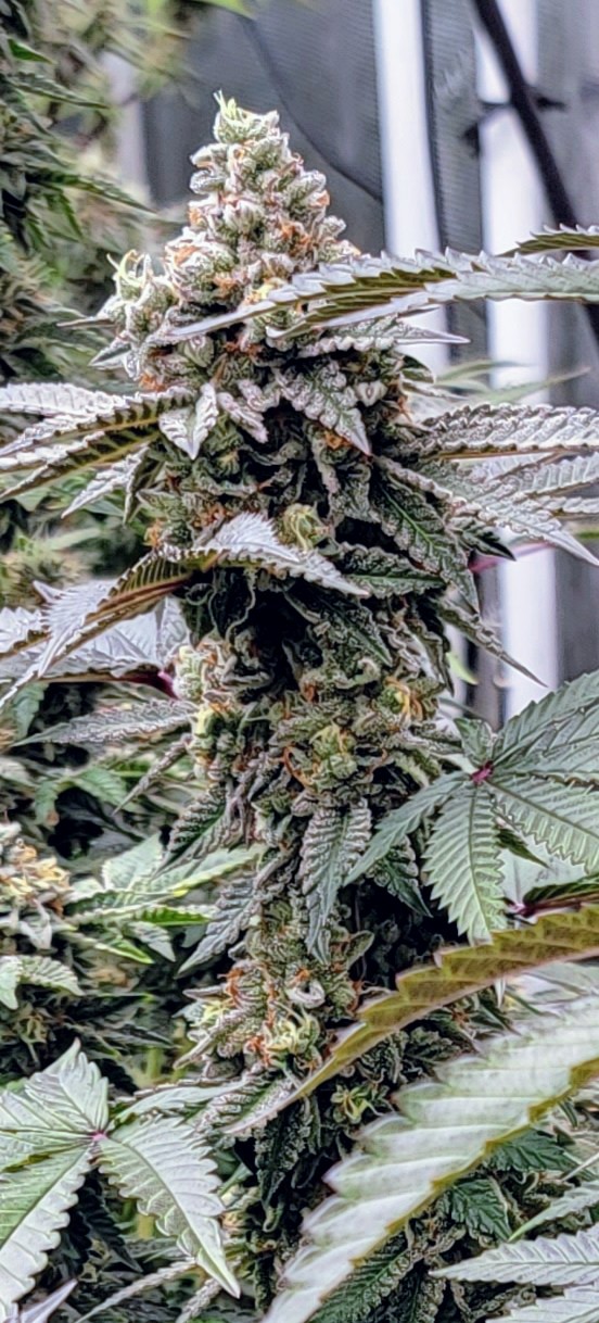 Week 7 of flower.