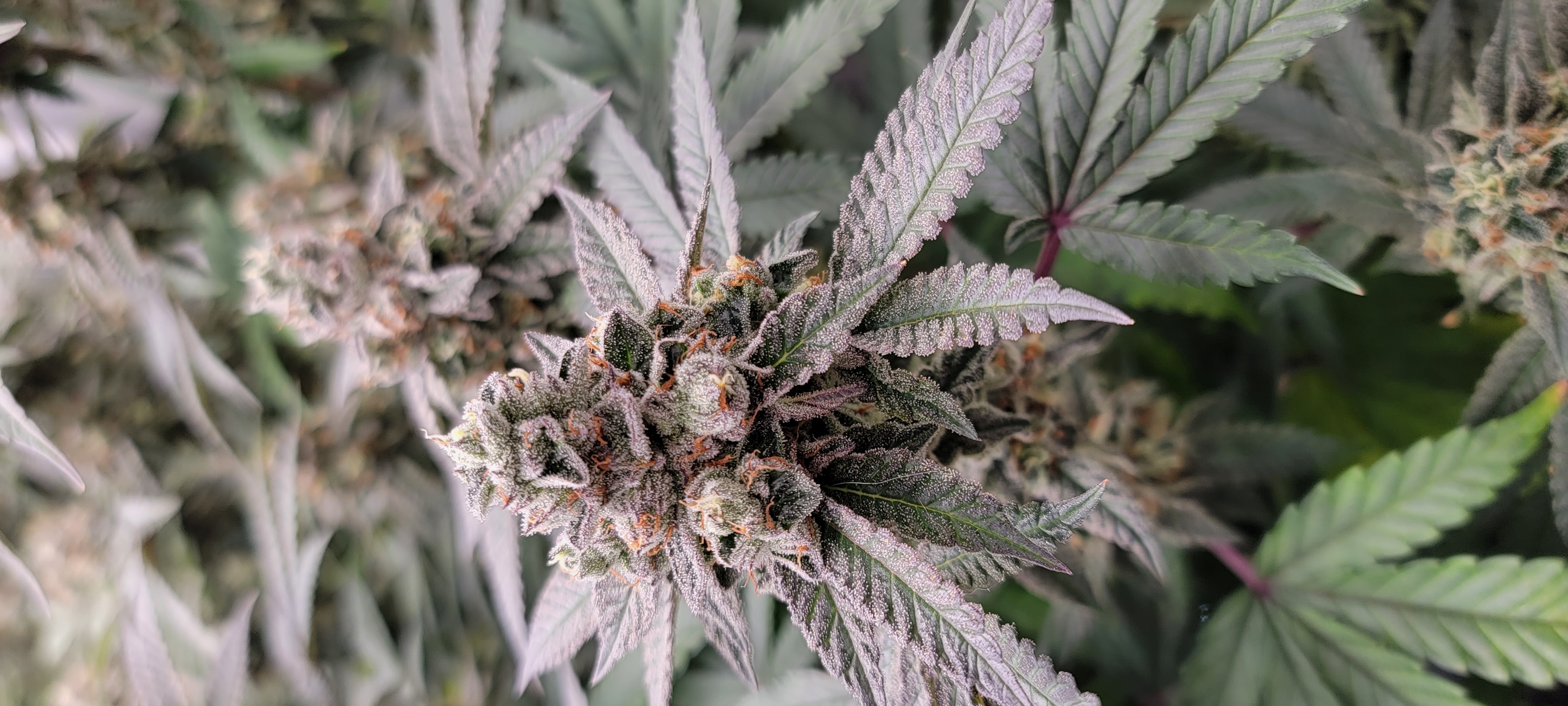 Week 7 of flower πΌ