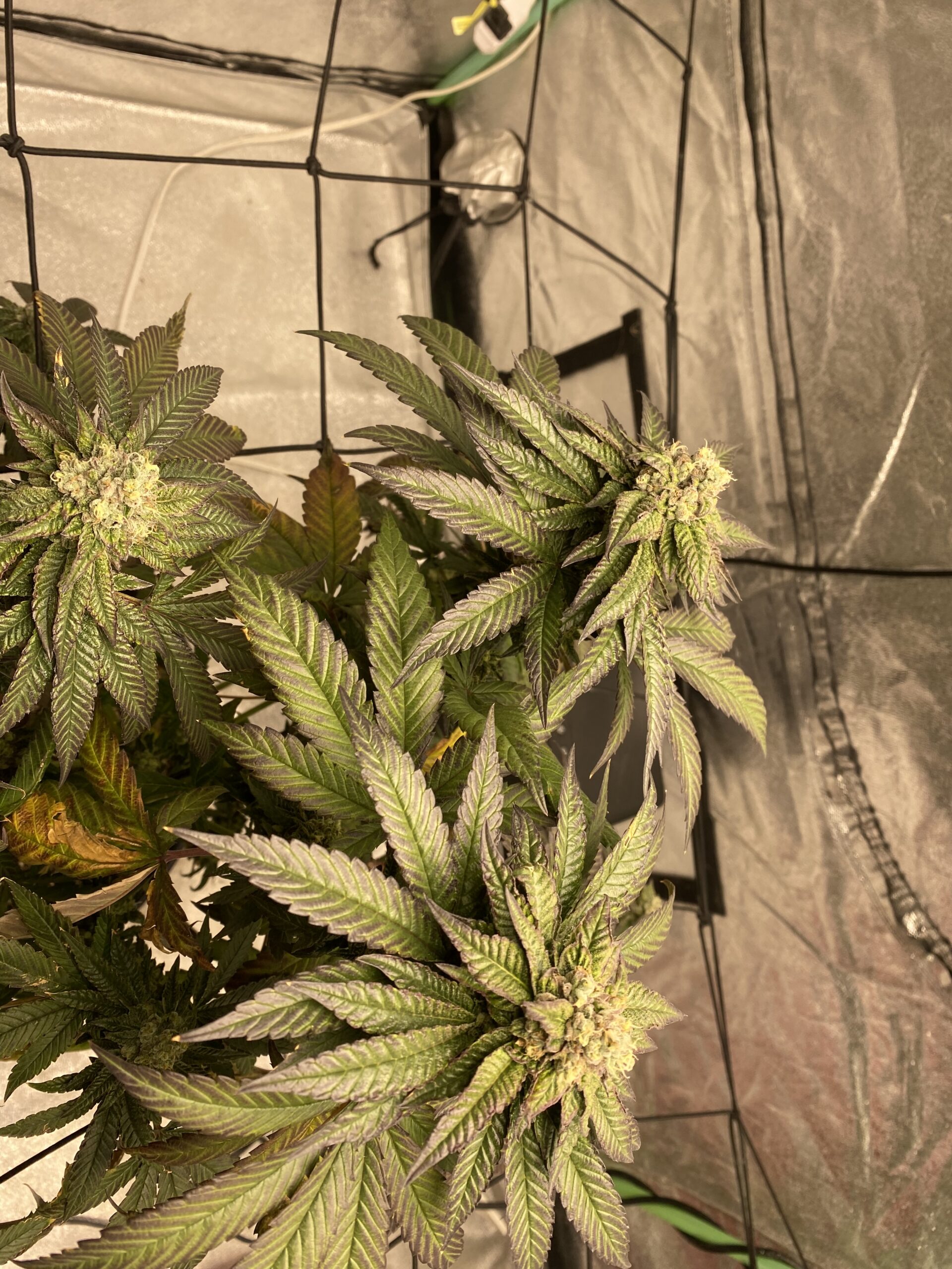 Week 7 of flower