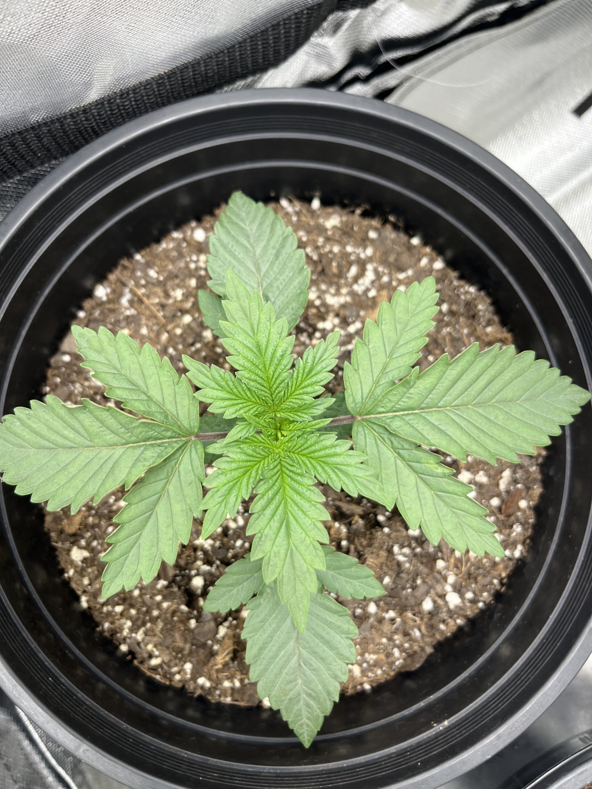 Week 2 from seed
