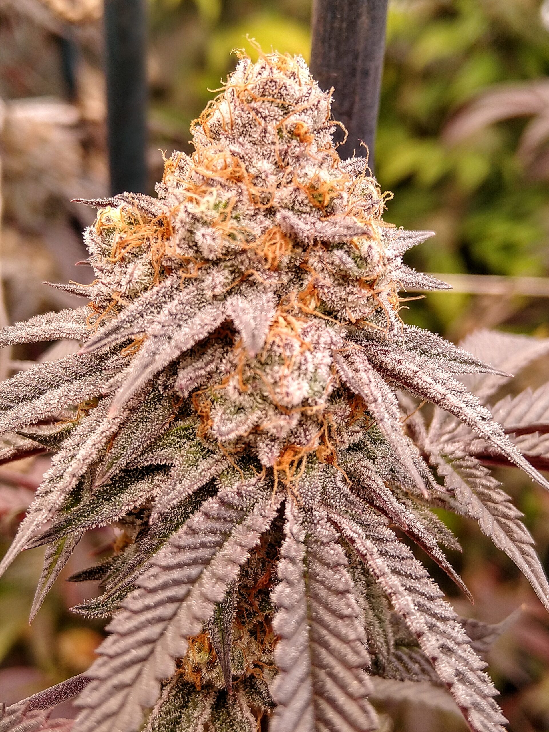 My Zookies from Alien Labs
