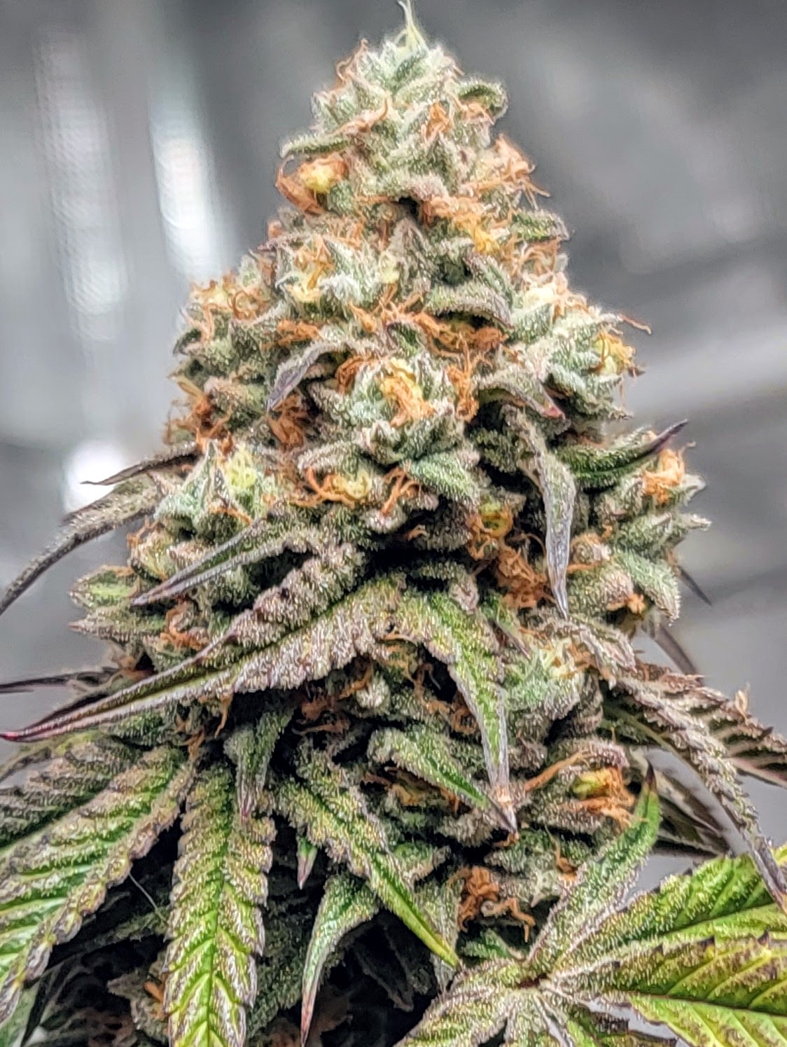 Motorboat week 9