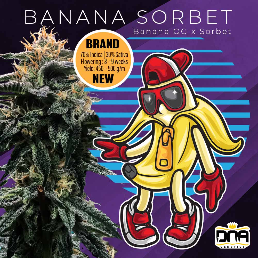 Official artwork from DNA genetics