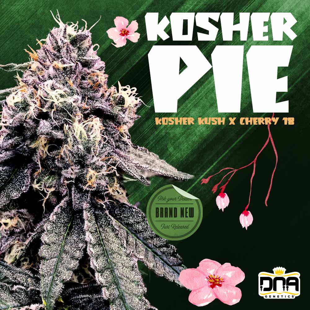 Official artwork from DNA Genetics