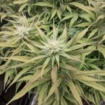 Profile picture of lonerstoner1